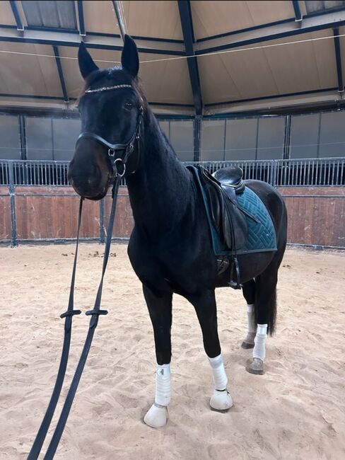 Ricardo Star X fiedertanz sportpferd, Stephan, Horses For Sale, Weiden