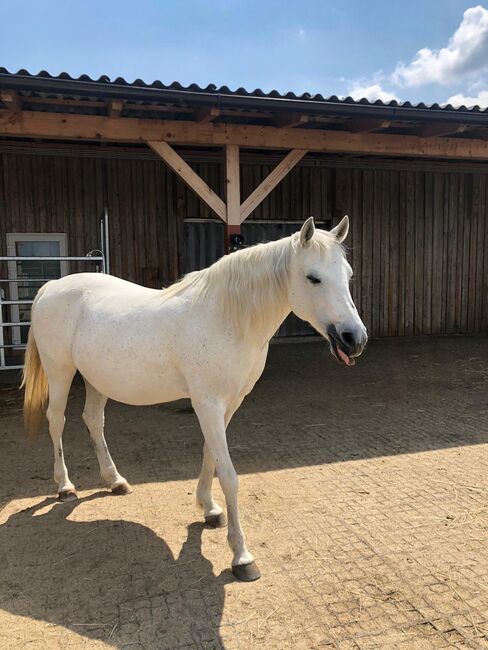 Reitpony Schimmel, Andrea Kuchelbacher, Horses For Sale, Stockerau , Image 2