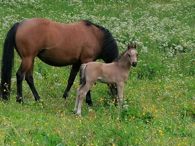 Reitponyhengst Buckskin, Martina, Horses For Sale, Längenfeld, Image 6