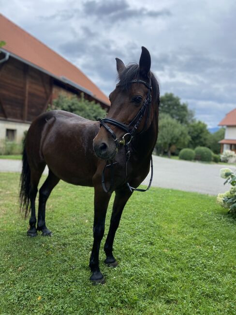 Reitpony mit Talent, Nutella, Horses For Sale, Mitterlobming, Image 5