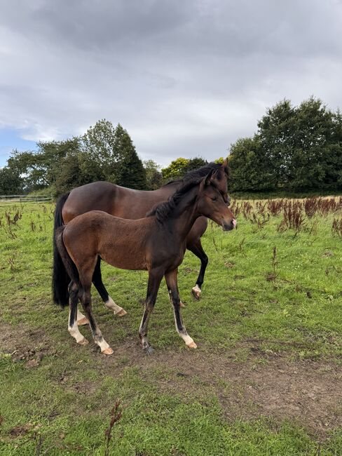 Reitpony Hengstfohlen v. Top Boy of Love, Anna Wessel , Horses For Sale, Bassum, Image 5