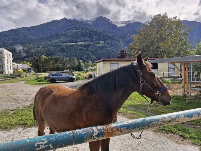 Reitbeteiligung netter Wallach, Monika , Horses For Sale, Unterperfuss