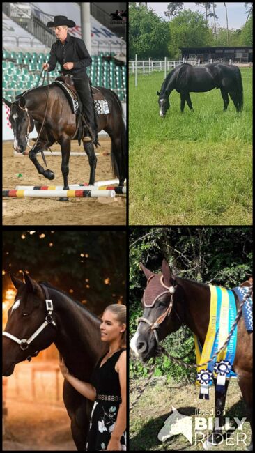 Rittiger, bildhübscher Quarter Horse Wallach, Kerstin Rehbehn (Pferdemarketing Ost), Horses For Sale, Nienburg, Image 15