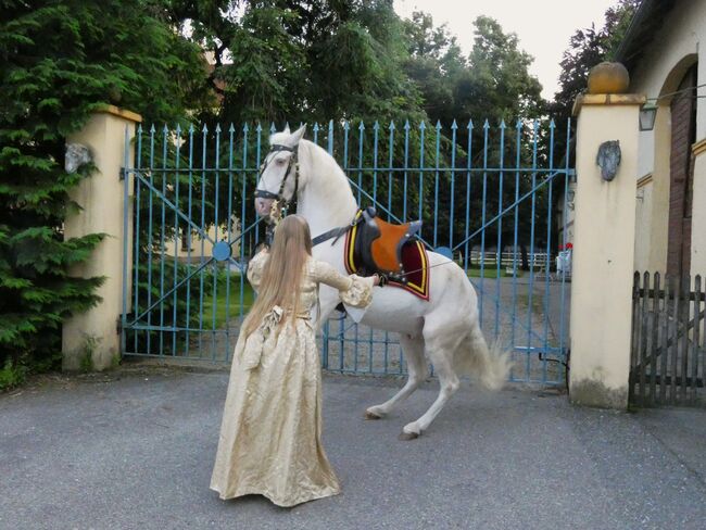 Reitbeteiligung bis Hohe Schule o. Pflegebeteiligung für Lusitano bei Stetten, CN, Horse Sharing, Bad Wörishofen