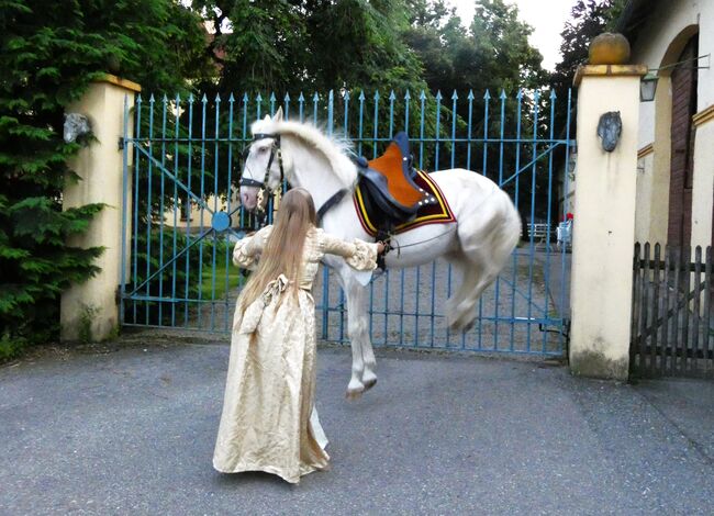 Reitbeteiligung bis Hohe Schule o. Pflegebeteiligung für Lusitano bei Stetten, CN, Horse Sharing, Bad Wörishofen, Image 3