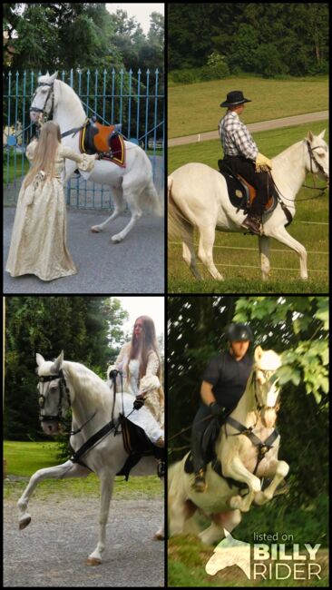Reitbeteiligung bis Hohe Schule o. Pflegebeteiligung für Lusitano bei Stetten, CN, Horse Sharing, Bad Wörishofen, Image 6
