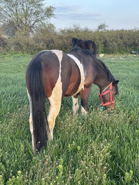 Geritten und Gefahren, Annette, Horses For Sale, Prinzersdorf