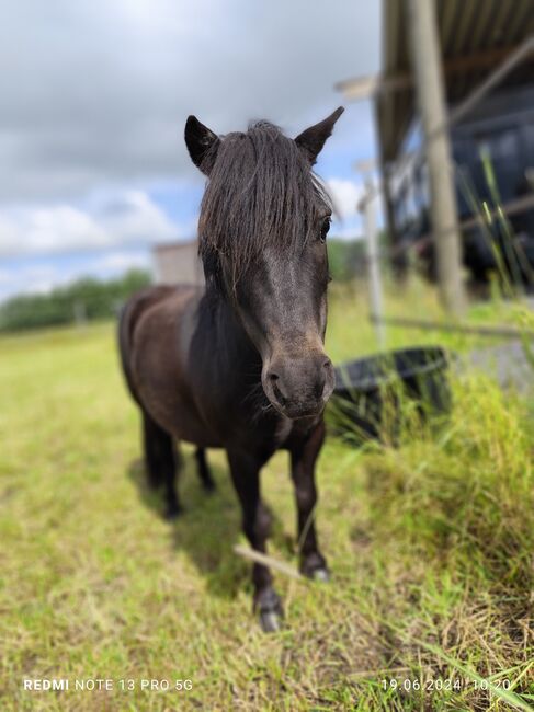 Gerittenes& Geführtes Shetty Mini Shetty Kinderpony Wallach Kutschpony, Alina, Horses For Sale, Ostbevern , Image 3