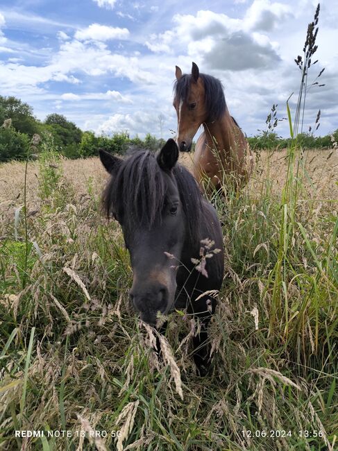 Gerittenes& Geführtes Shetty Mini Shetty Kinderpony Wallach Kutschpony, Alina, Horses For Sale, Ostbevern , Image 4