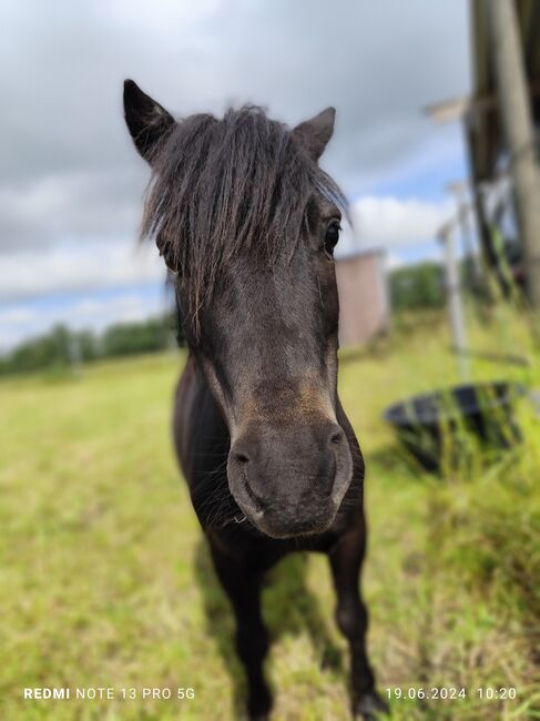 Gerittenes& Geführtes Shetty Mini Shetty Kinderpony Wallach Kutschpony, Alina, Horses For Sale, Ostbevern , Image 5