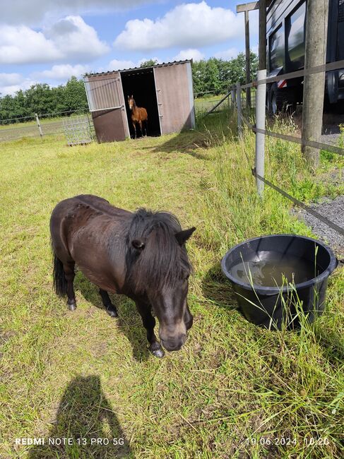 Gerittenes& Geführtes Shetty Mini Shetty Kinderpony Wallach Kutschpony, Alina, Horses For Sale, Ostbevern , Image 6