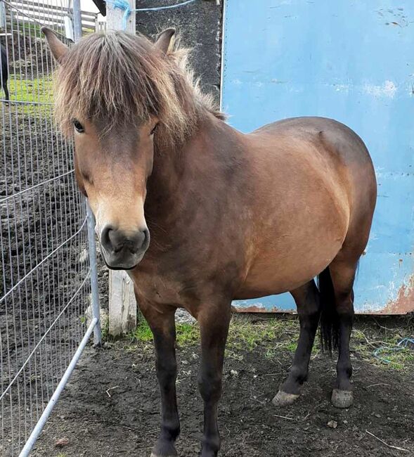 Gerittene Stute, direkt aus Island, Frieslandhof, Ursula Richard, Horses For Sale, Ihlienworth, Image 2