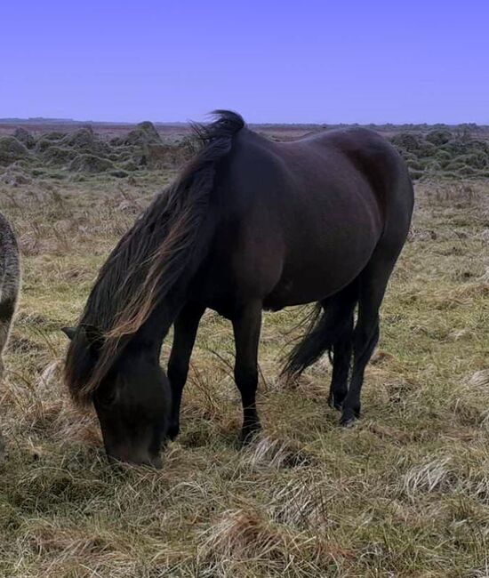 Gerittene Stute, für Zucht und Freizeit, Islandpferde-aus-Island, Horses For Sale, Ihlienworth