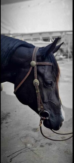 Rittiger, bildhübscher Quarter Horse Wallach, Kerstin Rehbehn (Pferdemarketing Ost), Horses For Sale, Nienburg, Image 13