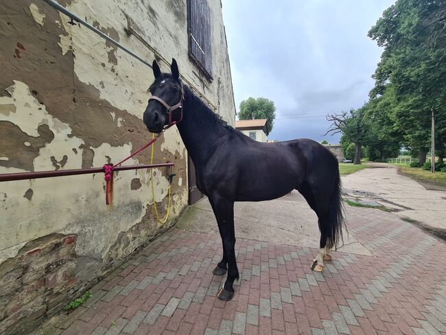 Rittiger Oldenburger Wallach bereit für weitere Dressurausbildung, Sarah, Horses For Sale, Brandenburg an der Havel, Image 4