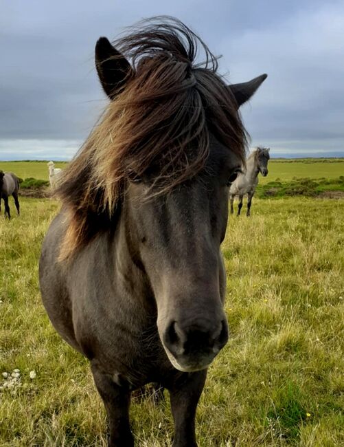 Gerittene Stute, für Zucht und Freizeit, tragend, Islandpferde-aus-Island, Horses For Sale, Ihlienworth