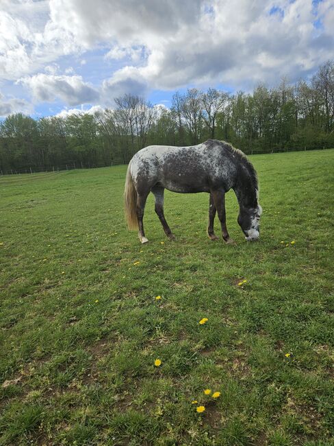 Riding Horse, MAURICE VERDENNE, Horses For Sale, AYWAILLE