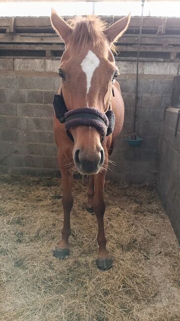 Ride horse for sale, Nina, Horses For Sale, Terneuzen 