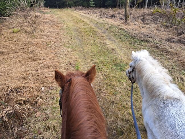 Reit/ Pflege / Kutschbeteiligug, ROMY, Horse Sharing, Kraiburg