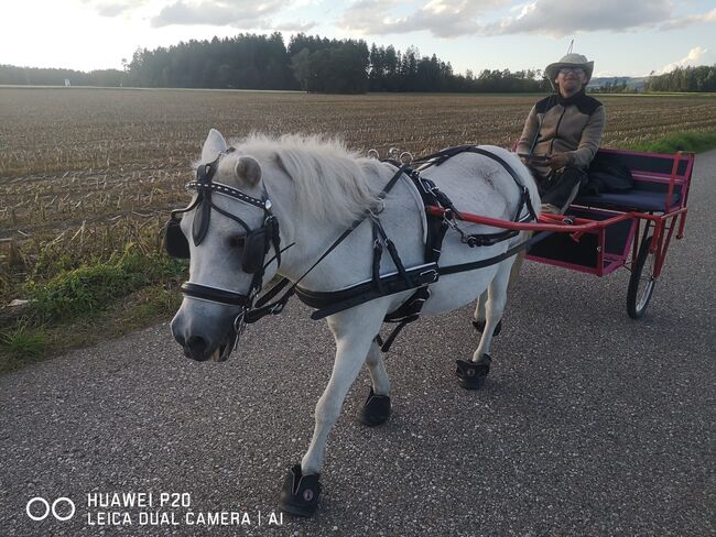 Reit/ Pflege / Kutschbeteiligug, ROMY, Horse Sharing, Kraiburg, Image 7