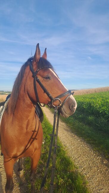 Reit-, Pflegebeteiligung, Kerstin Gerstl, Horse Sharing, St.Pölten, Image 2