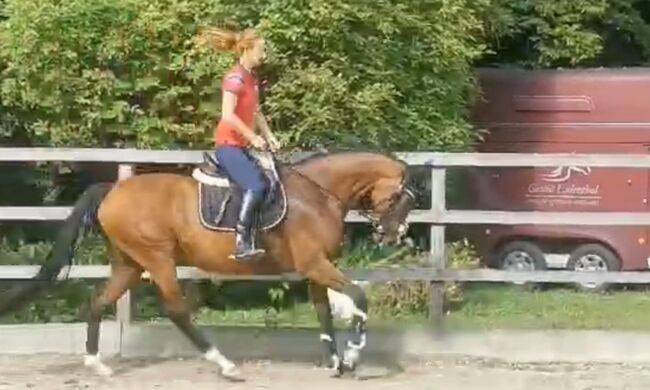 Beritt für Problem pferde, Beckova Mila , Riding Lessons, GEISENFELD 