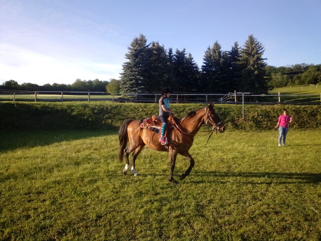 Reitpferd, Kuntner Andreas , Horses For Sale, Kobersdorf, Image 3