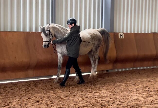 Reitunterricht, Doppellonge, Bodenarbeit, Beritt, Christiane Jenny Müller, Riding Lessons, Ergersheim, Image 16