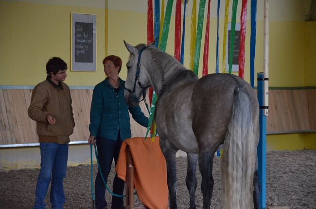 Reitunterricht, Doppellonge, Bodenarbeit, Beritt, Christiane Jenny Müller, Riding Lessons, Ergersheim, Image 12