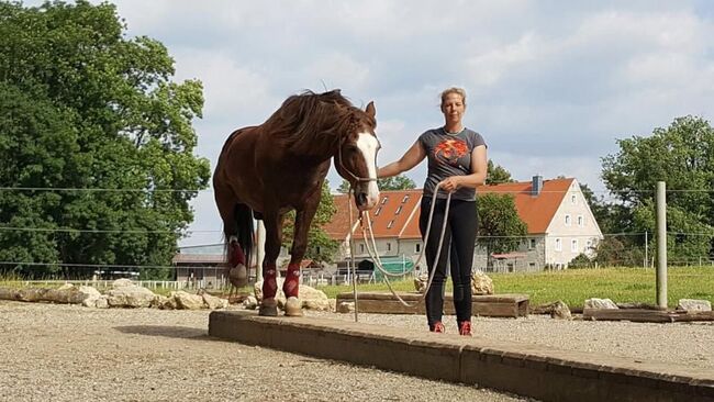 Reitunterricht, Doppellonge, Bodenarbeit, Beritt, Christiane Jenny Müller, Riding Lessons, Ergersheim, Image 15