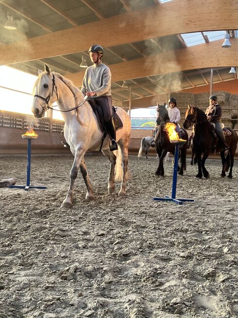 Reitunterricht, Doppellonge, Bodenarbeit, Beritt, Christiane Jenny Müller, Riding Lessons, Ergersheim