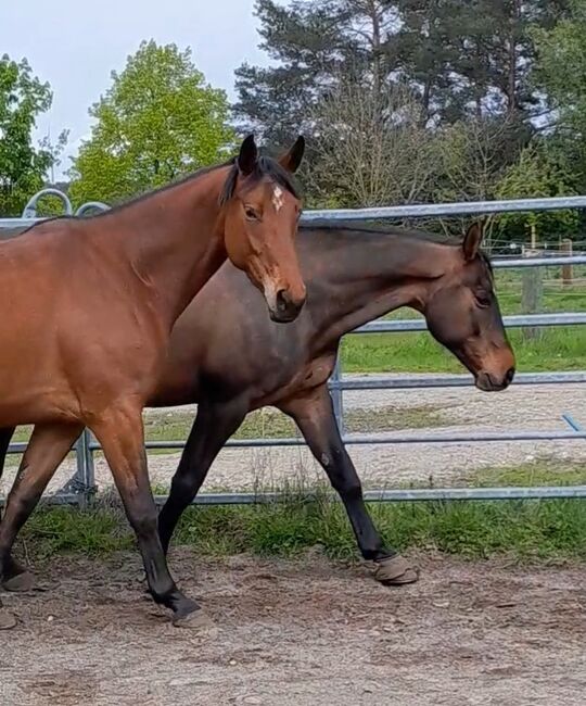 Reitunterricht für Anfänger und Leute mit Reiterfahrung, M. Schiemenz , Riding Lessons, Jessen (Elster) Gorsdorf-Hemsendorf