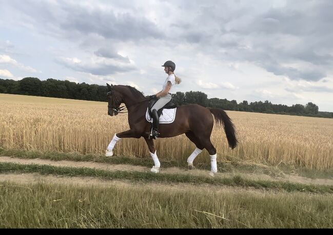 Beritt, Unterricht, Pferdevermarktung, junge Pferde, Lea Hecker , Riding Lessons, Neus, Image 10