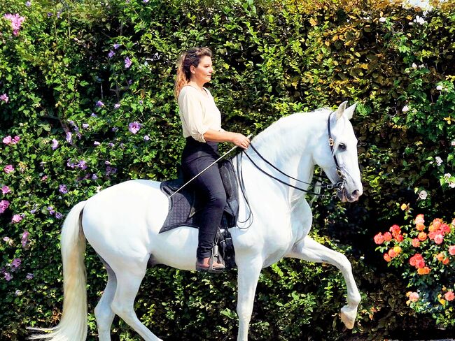 Reitunterricht, Reitkunst, Bodenarbeit, Barockreiten, Reitlehrer, Kerstin Heyn - Feine Reitkunst (Sprint GmbH - Feine Reitkunst), Riding Lessons, Freiburg