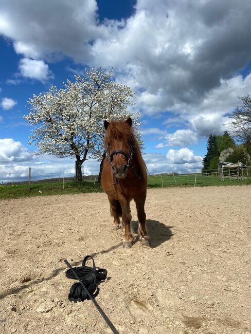 Reitunterricht Reittherapie Kindergeburtstag, Franzi, Riding Lessons, Ebsdorfergrund, Image 3