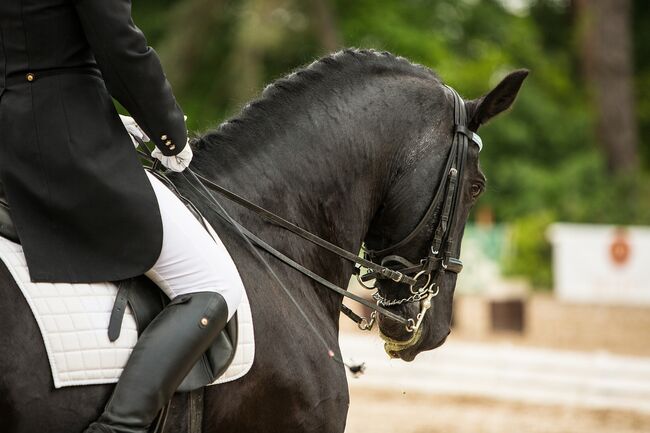 Beritt und Vermarktung / Dressurausbildung bis GP von Sportpferden, Sibylle Kohler, Horse Stables, Kaiseraugst