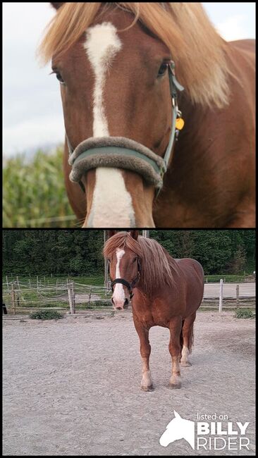 Reit- und/oder Pflegebeteiligung für Norikerwallach, Lea K, Horse Sharing, Hallein, Image 3