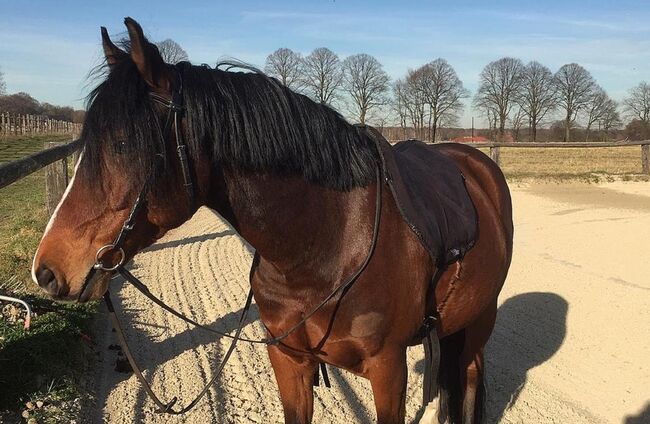 Reitpad Bareback Pad schwarz Harry's Horse, Harry's Horse, Christina Wolff, Other Pads, Oberhausen