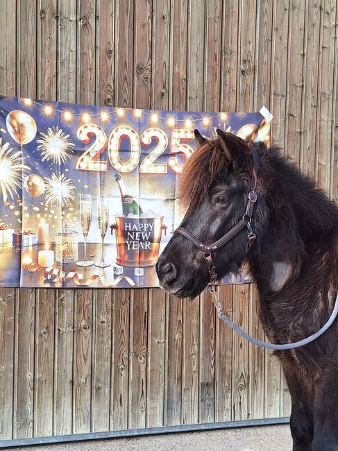 Reitbeteiligung Isländerwallach, Isländerwallach , Claudia, Horse Sharing, Klausen-Leopoldsdorf, Image 3