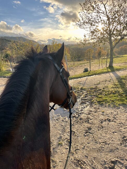 Reitbeteiligung an Dressurpferd, Annika, Horse Sharing, Bollschweil, Image 3