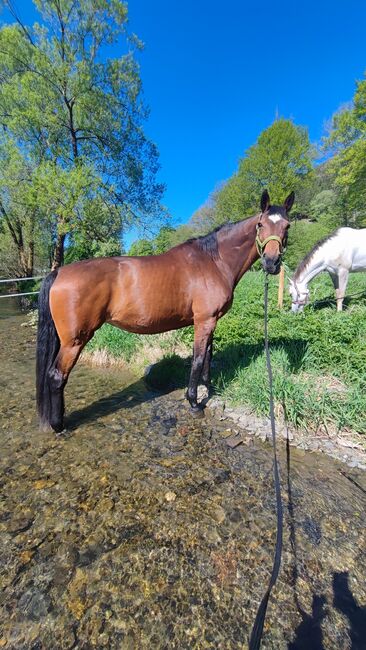 Vergebe Reitbeteiligung an Oldenburger Stute, Isabell , Horse Sharing, Schmallenberg