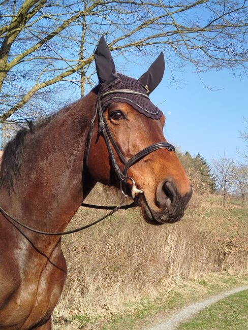 Vergebe Reitbeteiligung an Oldenburger Stute, Isabell , Horse Sharing, Schmallenberg, Image 7