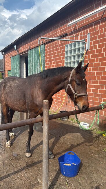 Reitbeteiligung auf 4 jährigen Hannoveraner Wallach, Yara Simson, Horse Sharing, Wathlingen, Image 2