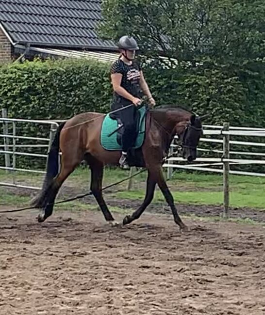 Reitbeteiligung auf 4 jährigen Hannoveraner Wallach, Yara Simson, Horse Sharing, Wathlingen, Image 3