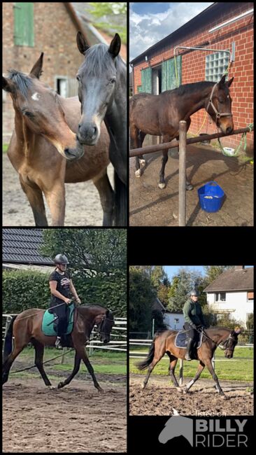 Reitbeteiligung auf 4 jährigen Hannoveraner Wallach, Yara Simson, Horse Sharing, Wathlingen, Image 5