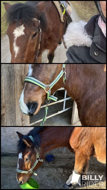 Reitbeteiligung auf kleinem Wallach, Mischlingspferd Wallach, Birgit, Horse Sharing, Oberneufnach , Image 4