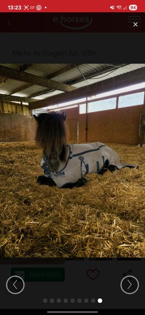 Reitbeteiligung auf liebenswertem Islandwallach in Hatzenbühl, Kathrin , Horse Sharing, Hatzenbühl , Image 2
