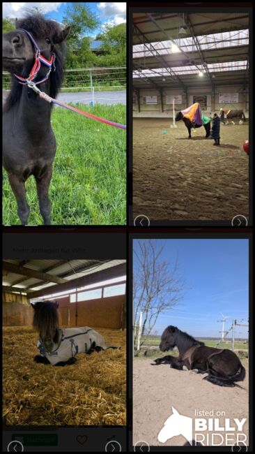Reitbeteiligung auf liebenswertem Islandwallach in Hatzenbühl, Kathrin , Horse Sharing, Hatzenbühl , Image 6