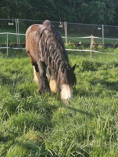 Reitbeteiligung auf Tinker, Martina , Horse Sharing, Hirschbach