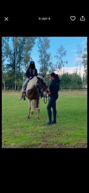 Reitbeteiligung (eher für Kinder, da nur geführt), Charlotte, Horse Sharing, Panketal